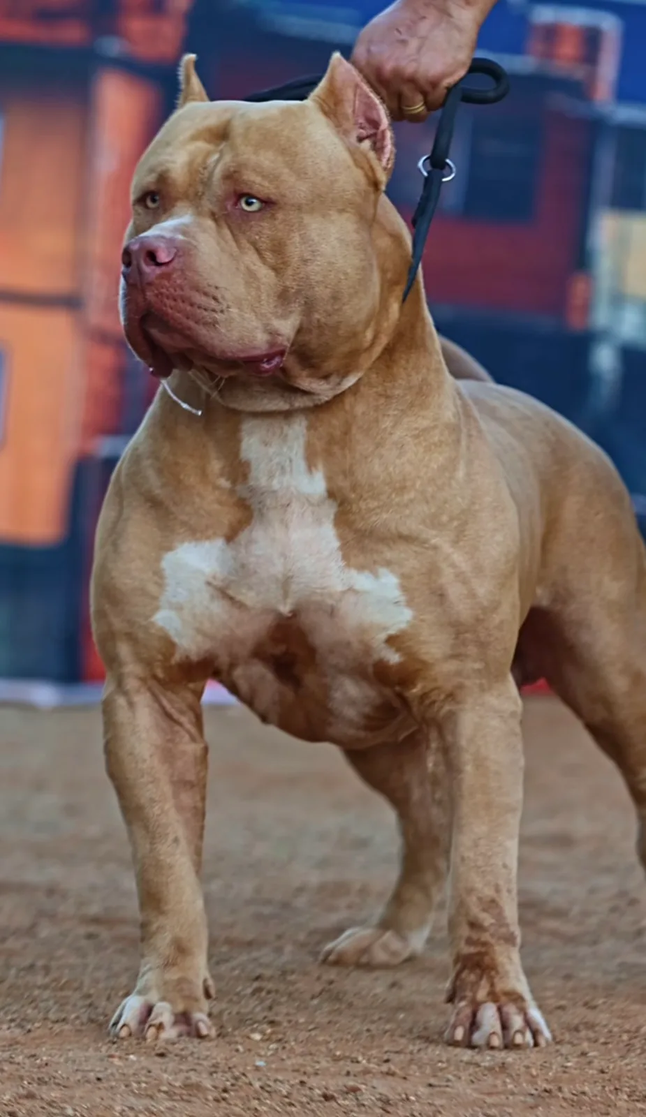 GB TYSON