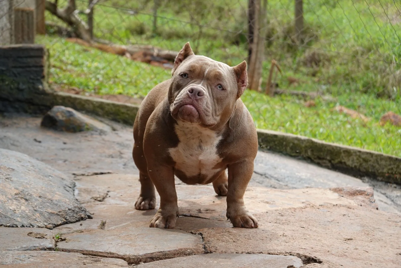 MINI GLOCK POZZOLO BULLY KENNEL