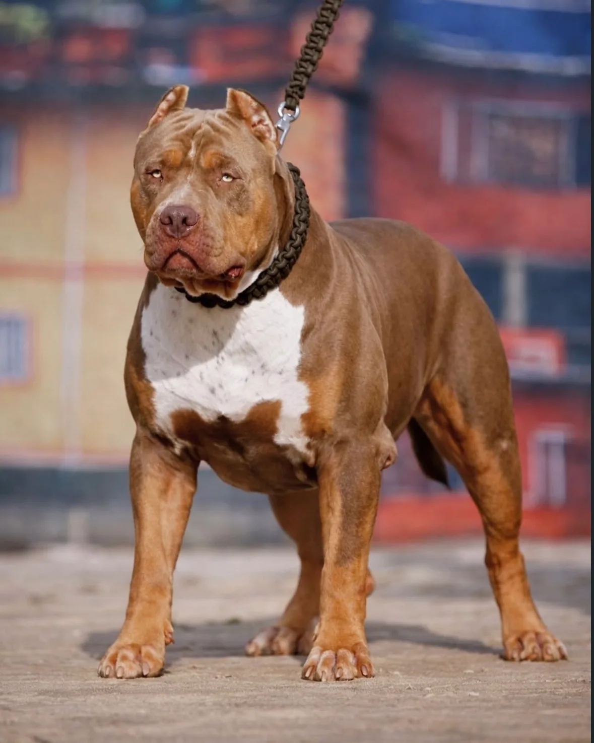 FALCON BODACIOUS BULLIES