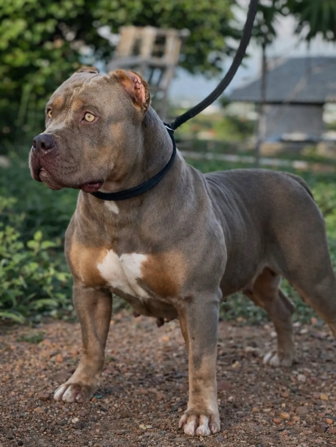 CALIFORNIA R.G_BULL_KENNEL