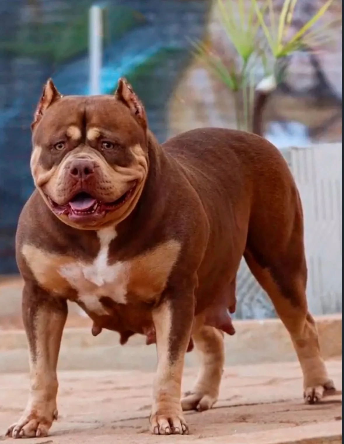 RUBY D'THARSUS BULL