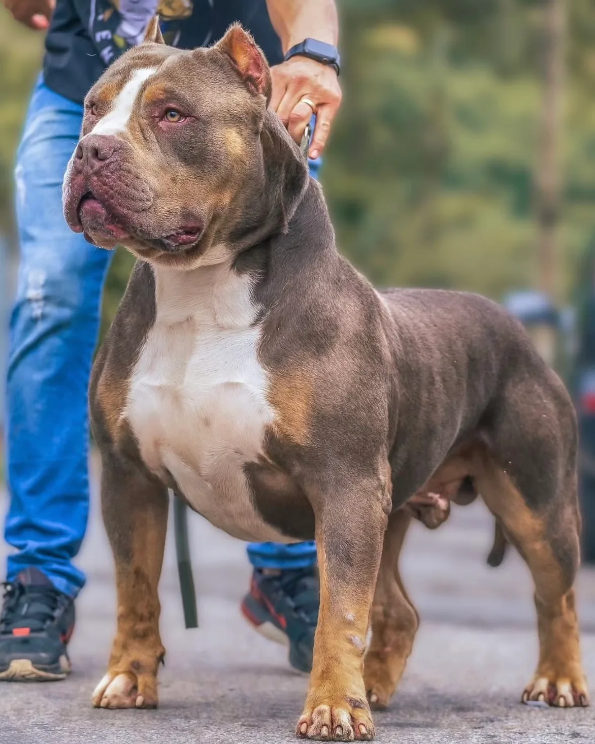 BOSSY'S KORAK