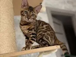 MAE 1